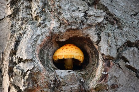 Natural autumn fungus