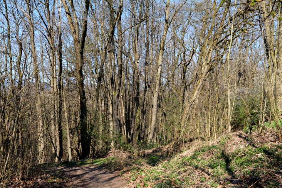 In den Fichten Oberhöchstadt 2020-03-25 02