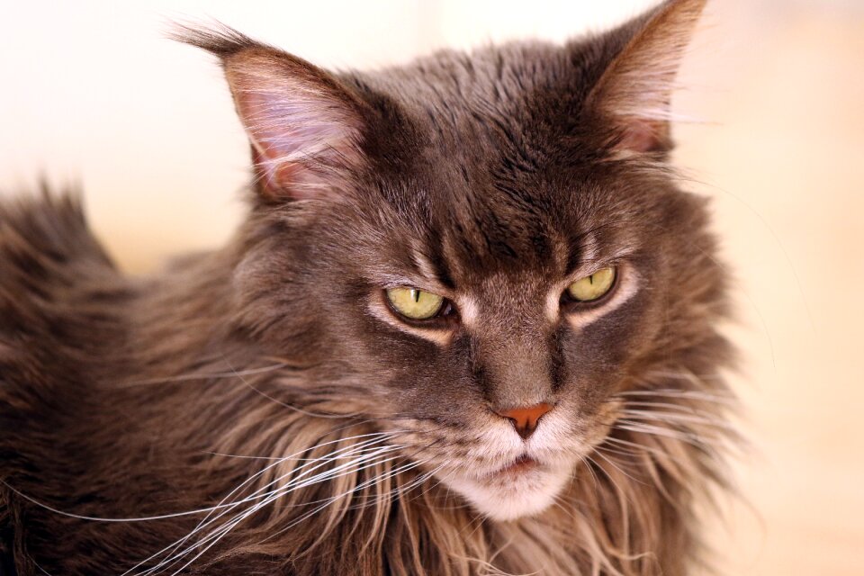 Domestic cat thoroughbred tomcat