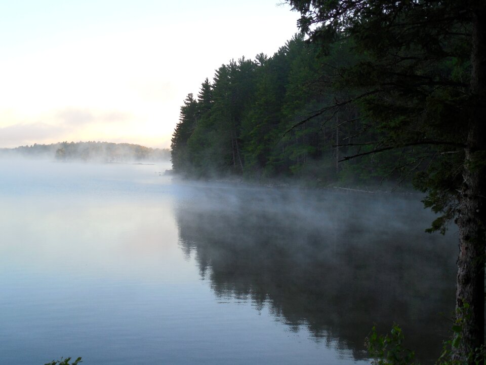 Morning outdoor pine photo