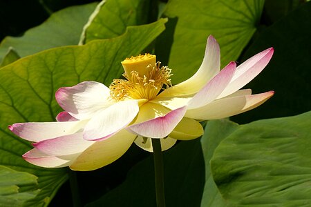 Lotus flower lerlumbonaceae aquatic plant photo