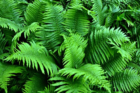Garden green green growth