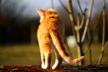 Red mackerel tabby red cat cat baby photo