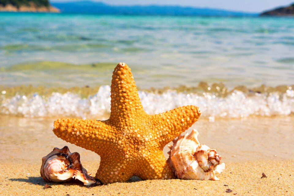 Animal beach beauty in nature