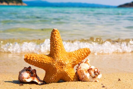 Animal beach beauty in nature