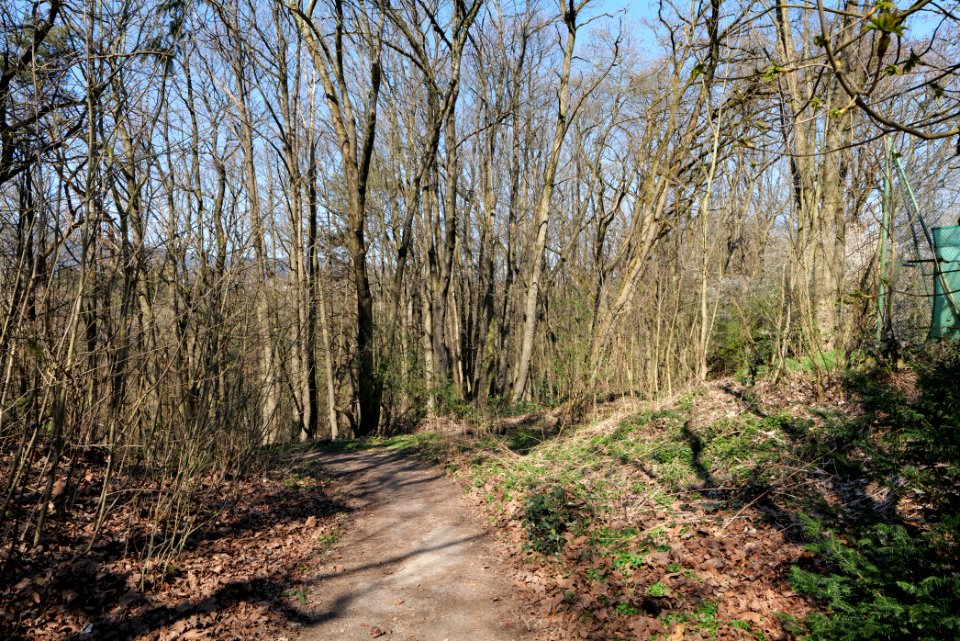 In den Fichten Oberhöchstadt 2020-03-25 01