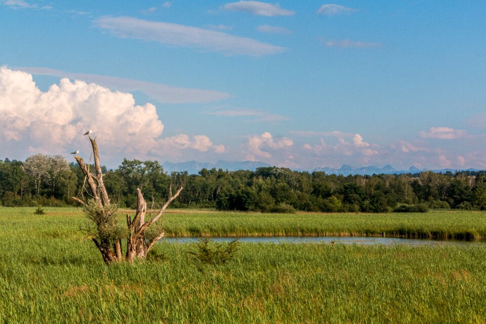Fanel nature reserve reed