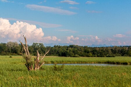Fanel nature reserve reed