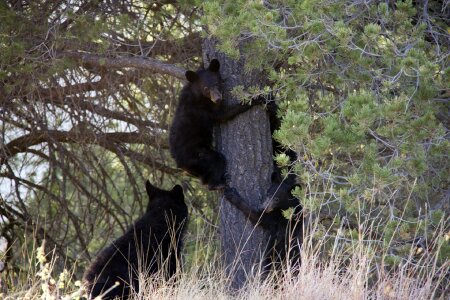 Outdoors wildlife fur