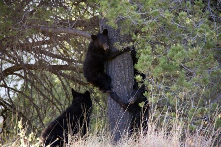 Outdoors wildlife fur photo