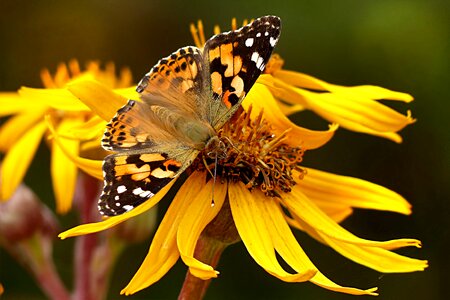 Butterfly vanessa cardui yellow flower