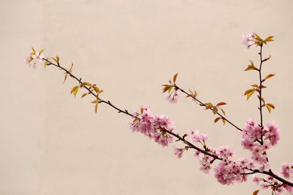 Peach blossom natural china wind