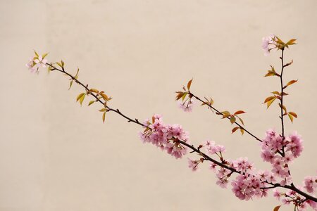 Peach blossom natural china wind photo
