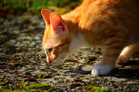 Red mackerel tabby red cat cat baby photo