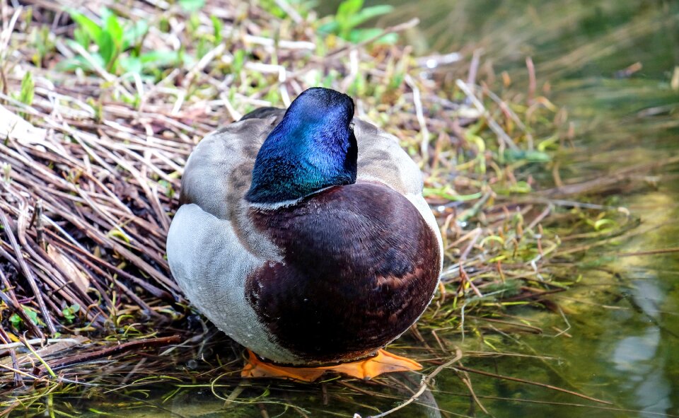 Sleeping duck water water bird