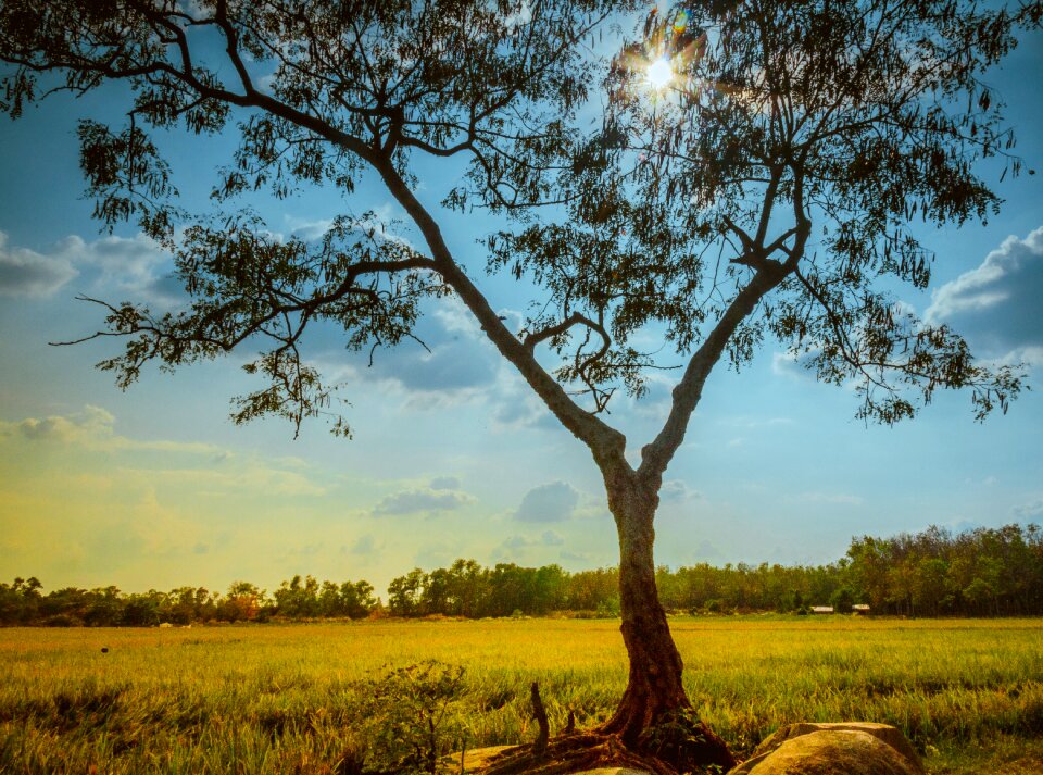Tree vietnam sunshine