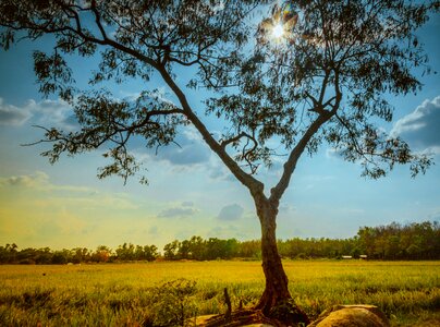 Tree vietnam sunshine