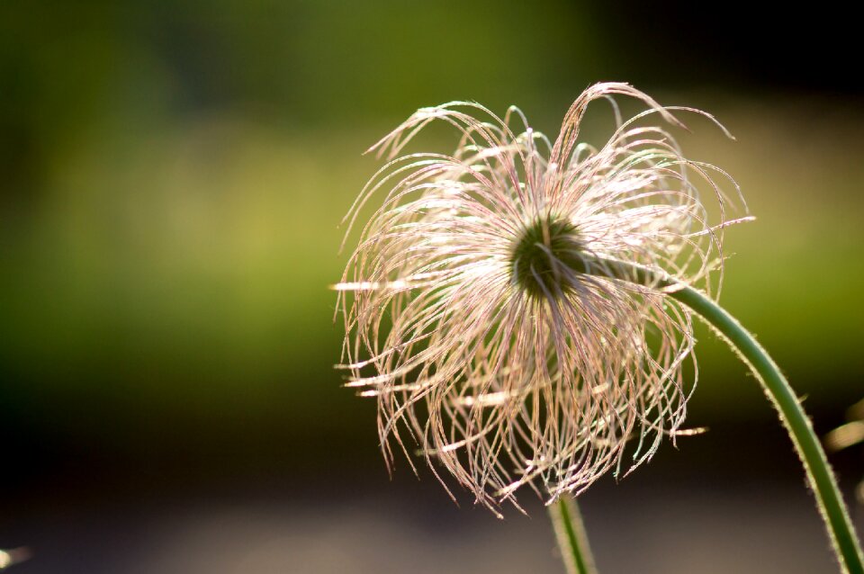 Blossom floral pasqueflower
