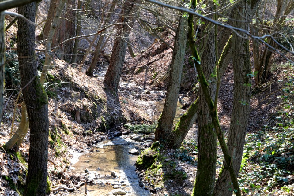In den Fichten Oberhöchstadt 2020-03-25 08