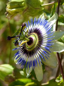 Passion flower blue passionflower flower photo