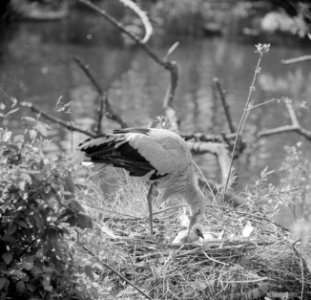 In Artis ooievaar geboren, Bestanddeelnr 913-9753