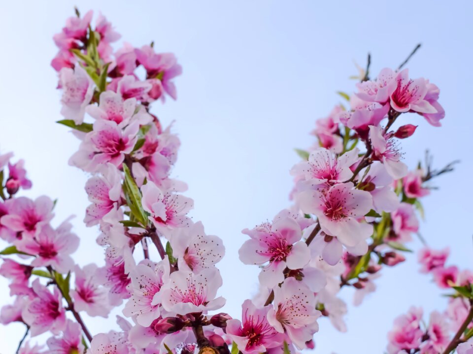 Tree pink flowers nature