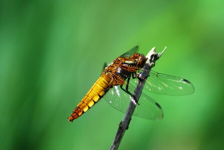 Close up nature yellow dragonfly photo