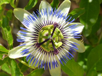 Passion flower blue passionflower flower photo
