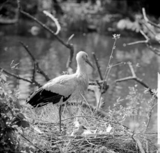 In Artis ooievaar geboren, Bestanddeelnr 913-9755