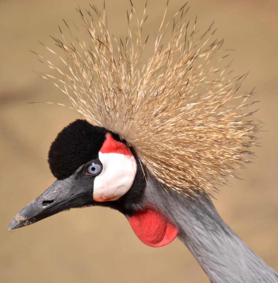 Animal african crowned crane animals birds african crowned crane