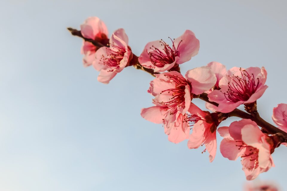 Tree pink flowers nature