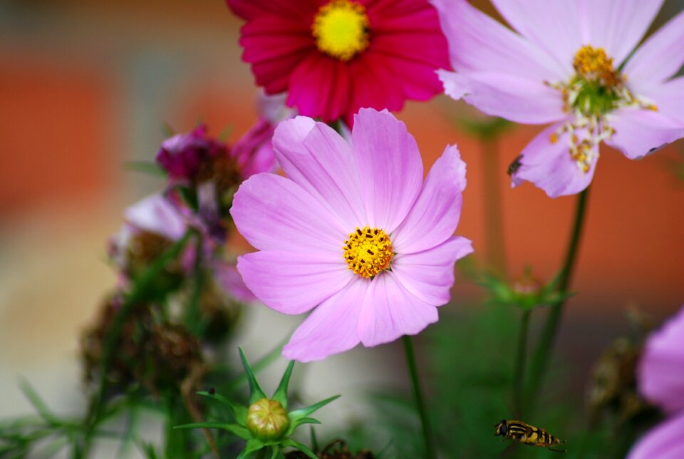 Red colorful summer