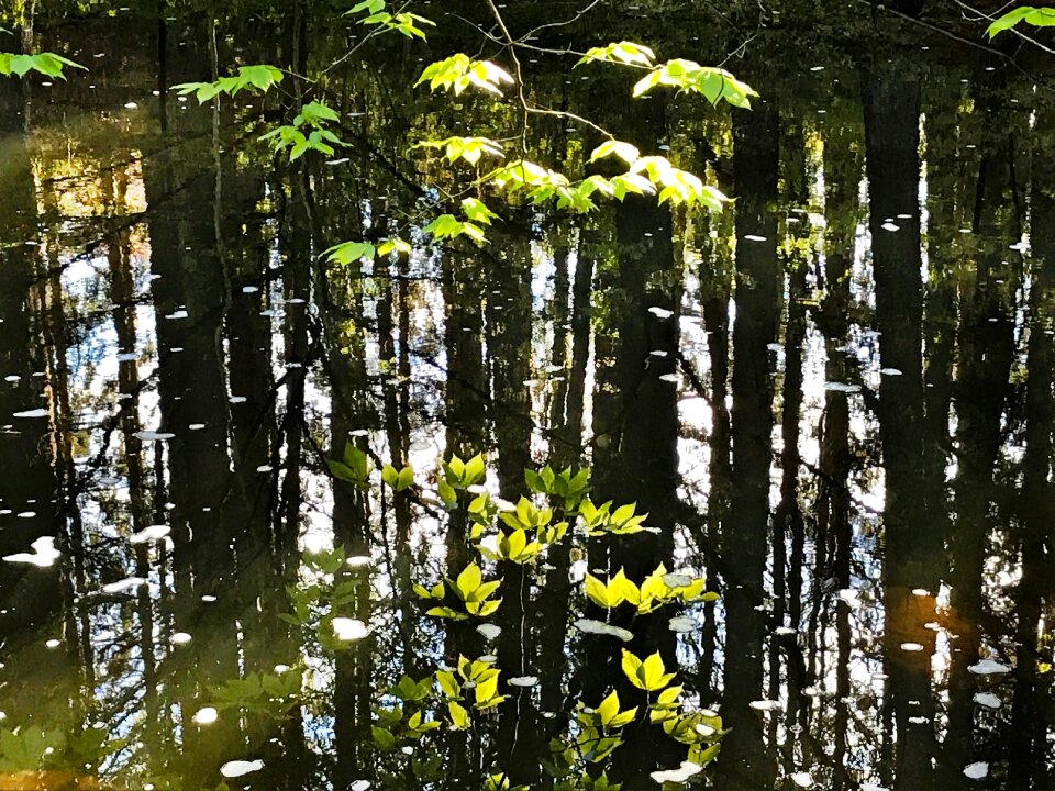 Stream pond natural