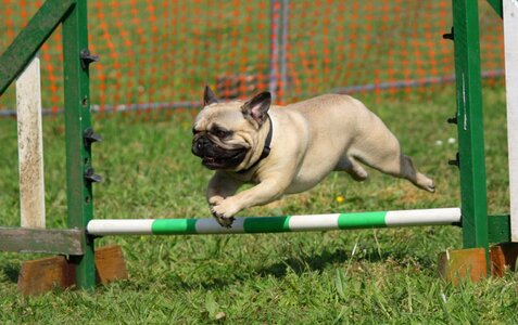 Jumping breed pedigree