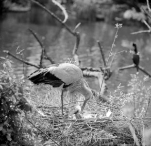 In Artis ooievaar geboren, Bestanddeelnr 913-9752