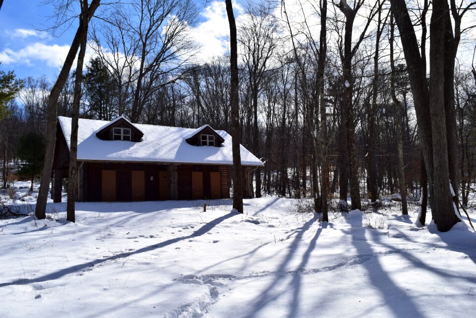 White shadow trees photo