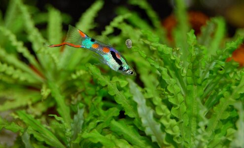 Color water creature underwater world photo