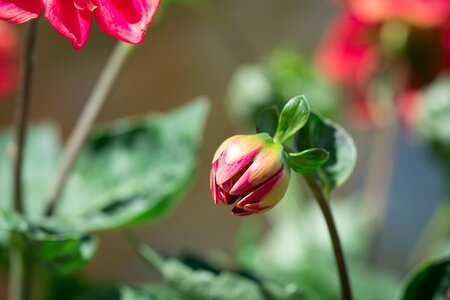 Summer garden in the garden photo