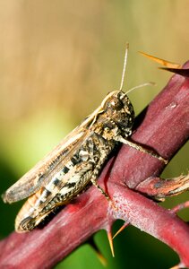 Caelifera wahner pagan insect photo