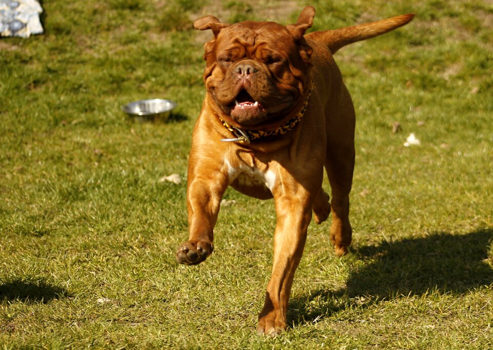 De mastiffs french