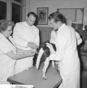 Inenting honden in Amsterdam, Bestanddeelnr 914-5813