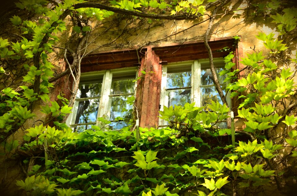 Aesthetic leaves overgrown