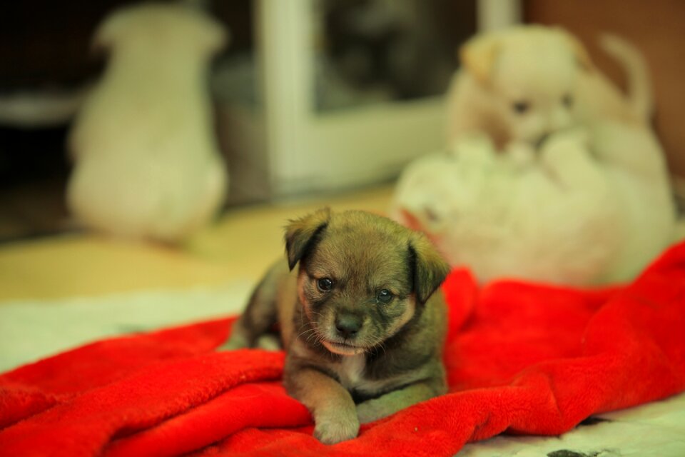 Stray dog puppy animal