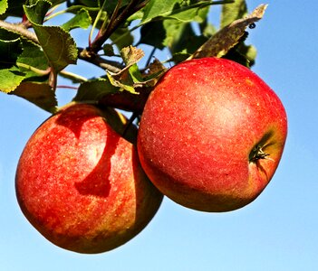 Celejów apple orchard apple