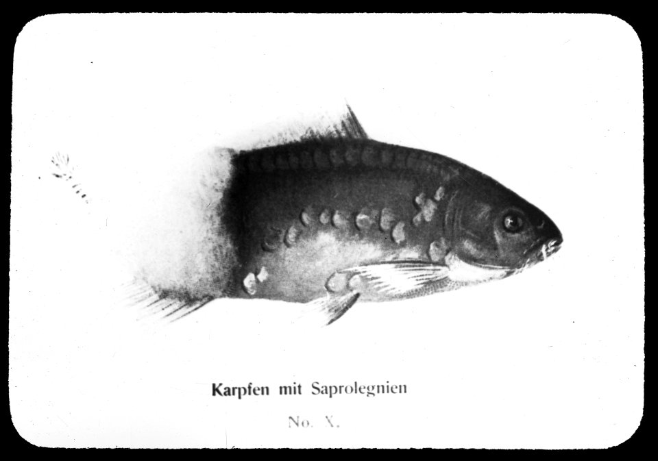 Infectie, Bestanddeelnr 194-1056