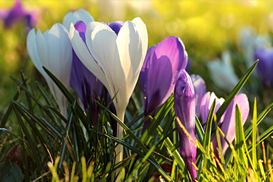 White purple spring