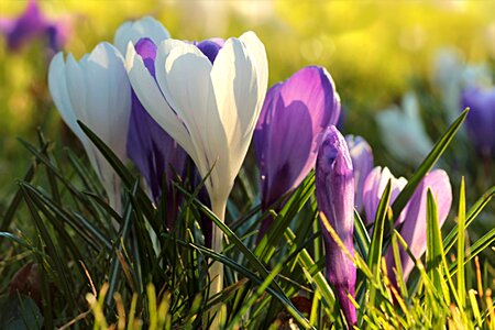 White purple spring photo