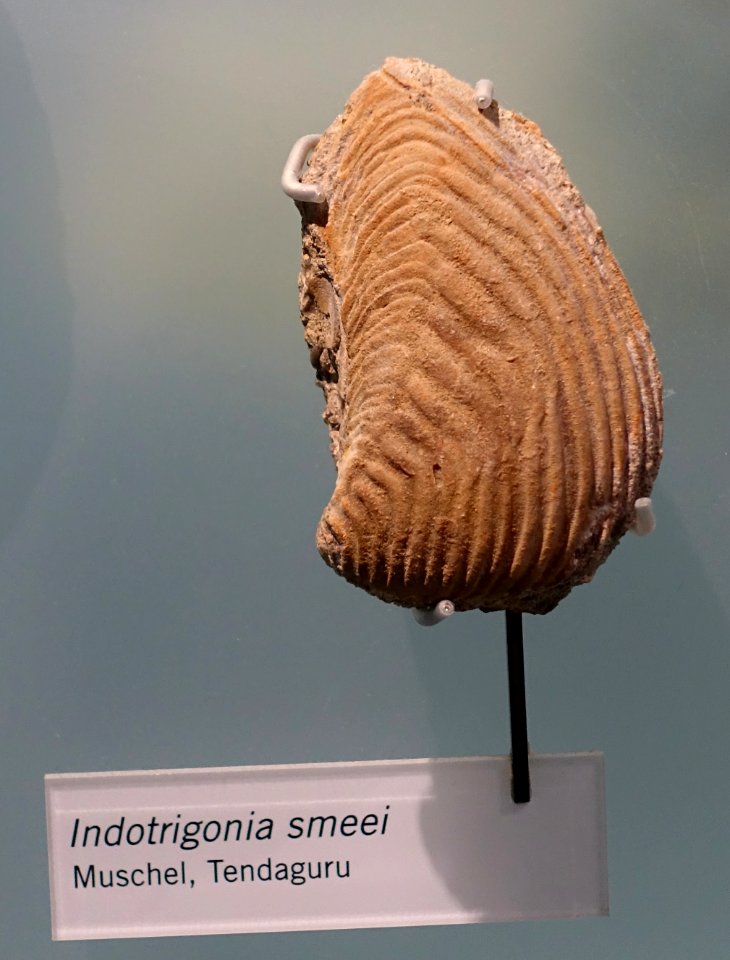 Indotrigonia smeei - Museum fur Naturkunde, Berlin - DSC09948
