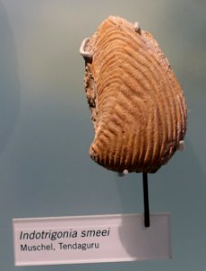 Indotrigonia smeei - Museum fur Naturkunde, Berlin - DSC09948