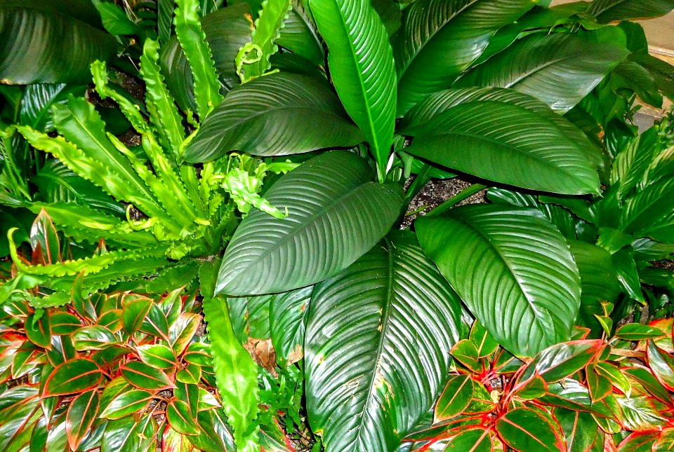 Indoor plants in the garden in the Frick Museum in Manhattan